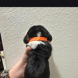 Orange Boy - Black brown and white male Basset Hound puppy in Hood River, Oregon from The Walls Hounds With Heart