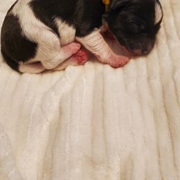Boy 4 - Black and white Schnoodle puppy in Leitchfield, Kentucky from Eveleigh Acres Puppies