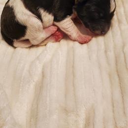 Boy 4 - Black and white Schnoodle puppy in Leitchfield, Kentucky from Eveleigh Acres Puppies