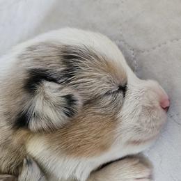 Felix - Blue merle and white male American Corgi puppy in Neosho, Wisconsin from GC Farms Corgis