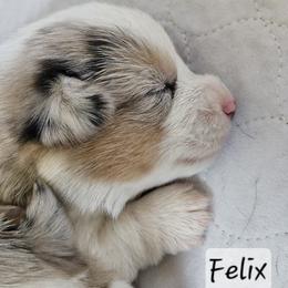 Felix - Blue merle and white male American Corgi puppy in Neosho, Wisconsin from GC Farms Corgis