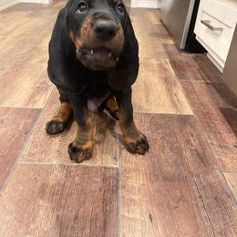 Black and Tan Coonhound Puppies from Classic Coonhounds