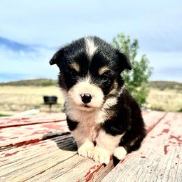 Latte - Black and tan female American Corgi puppy in Bayard, Nebraska from Puppies by Alies
