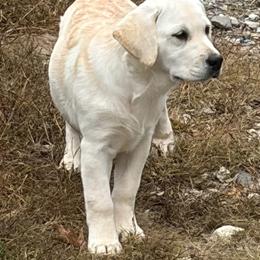 Girl 1 - female Labrador Retriever puppy in Turner, Maine from Bear Pond Retrievers