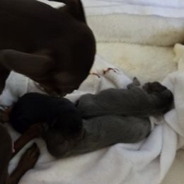Miniature Pinschers from MIN.PINS🐶Florida