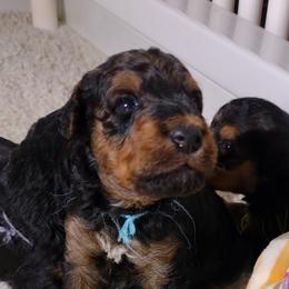Five - Black and tan male Airedale Terrier puppy in Virginia from JOVAL Kennel