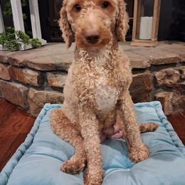 Daisy - Aussiedoodle