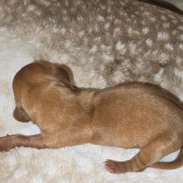 Red Boy - Red female Dachshund puppy in Barre, Massachusetts from Central Mass Dachshunds