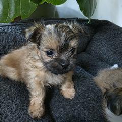 Mi-Ki Puppies from Moonstone miki's