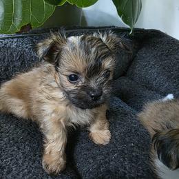 Mi-Ki Puppies from Moonstone miki's