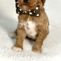 Miss Brown - Caramel female Australian Labradoodle puppy in Wake Forest, North Carolina from Lucky Country Labradoodles