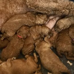 Poodle Puppies from Prissy Pants Poodles LLC