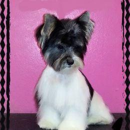 Armani - Yorkshire Terrier