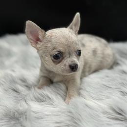 Hawk - Merle male Chihuahua puppy in Lee Center, New York from Alfheim-Andromeda Chihuahua's (A &A's)