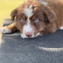 Twix - Red tri-color male Australian Shepherd puppy in Big Sandy, Texas from Rocking S Ranch