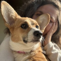 Flossie - Pembroke Welsh Corgi