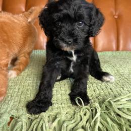 Shadow - Black female Goldendoodle puppy in Ottawa, Ohio from Simply Beautiful Goldendoodles