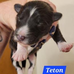 Teton - Black and white female Shetland Sheepdog puppy in Kaycee, Wyoming from Heavenly Shelties