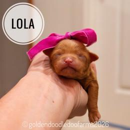 Lola - Apricot female Golden Aussiedoodle puppy in Hyrum, Utah from Goldendoodledoo Farms
