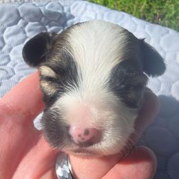 HONEY - White and red female Papillon puppy in Hollister, Missouri from Swan Creek Kennel