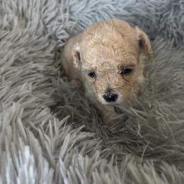 Margaret - Cream female Maltipoo puppy in Maricopa, Arizona from Pretty Poo