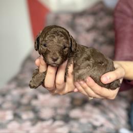 Silver Beige Blue collar - Silver-beige  male Poodle puppy in Franklin Park, Illinois from Windy City Majestic Toy Poodles