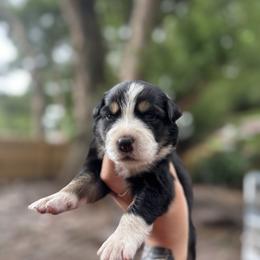 Haven - Black tri-color female Australian Shepherd puppy in Orlando, Florida from Skaky Shepherds