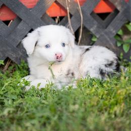 Moon pie - Blue merle male Miniature American Shepherd puppy in Groesbeck, Texas from Epic Miniature American Shepherds