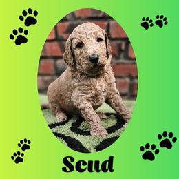 Scud - Apricot male Goldendoodle puppy in Harris County, Texas from Cute & Curly Doodles