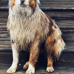 Australian Shepherd All Grown Up from Aussies of Sunset Ridge