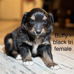 Buffy - Black tri female Miniature Australian Shepherd puppy in Vincennes, Indiana from Whispering Miniature Aussies