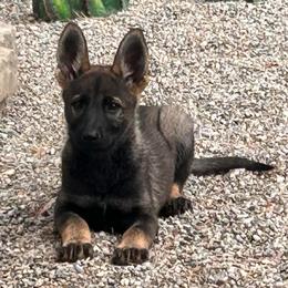 Cava (lavender) yellow - Sable female German Shepherd puppy in Pahrump, Nevada from Wachhund Kennels