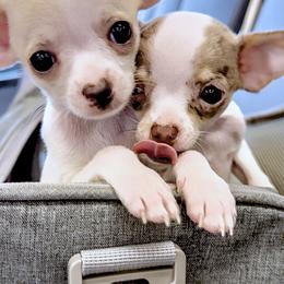 Chihuahua Puppies from Petite Pups LLC