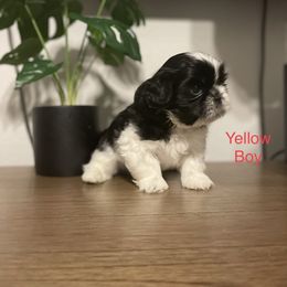 Yellow Boy - Shih Tzu puppy in Conroe, Texas from NINKENNEL
