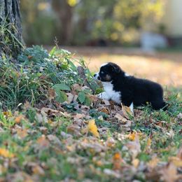 Australian Shepherd Puppies from McDonald Farm's Australian Shepherds