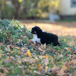 Australian Shepherd Puppies from McDonald Farm's Australian Shepherds