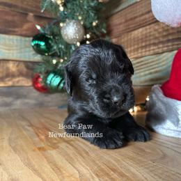 Aladdin - Black male Newfoundland puppy in Tully, New York from Bear Paw Newfoundlands