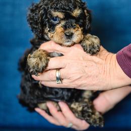 Bear Ethan - Black and tan male Cavapoo puppy in Centerville, Utah from Beehive Fur Friends