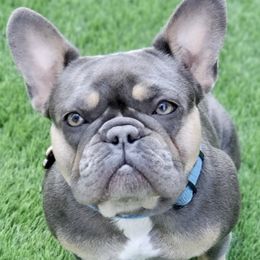 Layla - French Bulldog