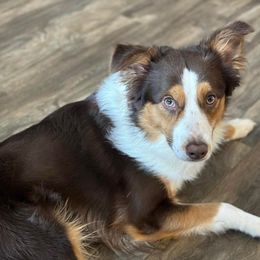 Huck - Miniature Australian Shepherd