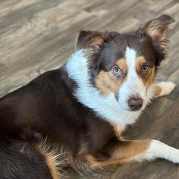 Huck - Miniature Australian Shepherd