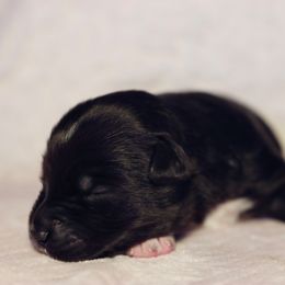 Miniature Australian Shepherd Puppies from Garay Mini Aussies
