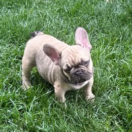 Frank from OFA'd Parents - Fawn male French Bulldog puppy in Billings, Montana from Yellowstone Frenchies