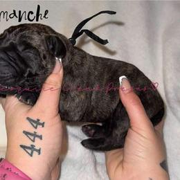Comanche - Tiger male Perro de Presa Canario puppy in Horizon, Texas from Mesquite Creek Kennels