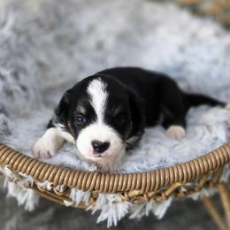Pecan - Black tri female Miniature Australian Shepherd puppy in Killen, Alabama from Wilkers Wholehearted Mini Aussies
