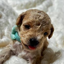 Aria - Apricot female Poodle puppy in Sebring, Florida from Amarilys ShihTzus & Poodles