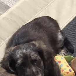 Boy 2 - Dachshund puppy in Homosassa, Florida from Foxies Doxies