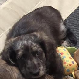 Boy 2 - Dachshund puppy in Homosassa, Florida from Foxies Doxies