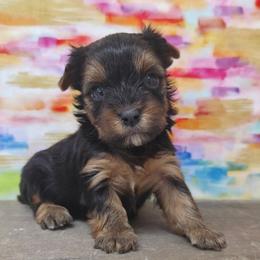 Joey - Blue and gold male Yorkshire Terrier puppy in Monticello, Iowa from Ashley’s Puppies