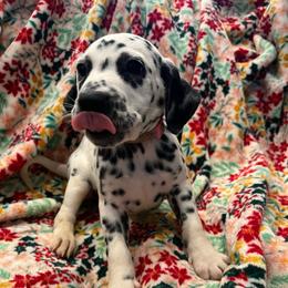 Milky Way - White and black female Dalmatian puppy in Austin, Texas from Dazzling Dalz